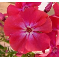 Флокс Phlox Сходня